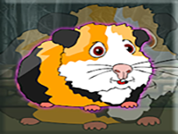Release The Cavia Porcellus From Cage