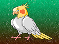 Release The Cockatiel Bird From Cage