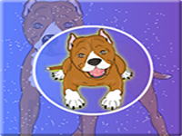 Rescue The Staffy Dog