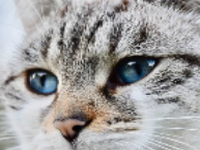 Find Cat Orion With Gift