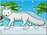 Arctic Fox Rescue From Cage